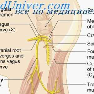 Senzitivní inervace hrtanu. regulace motoru hrtanu
