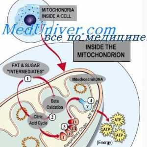 ATP a jeho role v buňce. Funkce buněčné mitochondrie