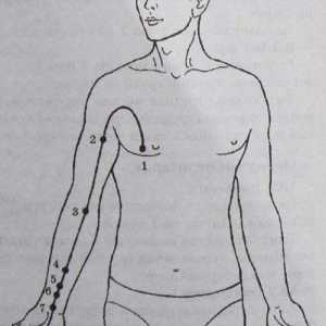 Umístění a anatomie těla bodů pro aromaterapii. Meridian osrdečník