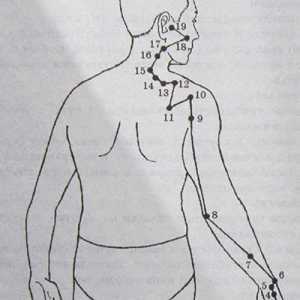 Umístění a anatomie těla bodů pro aromaterapii. Meridián tenkého střeva