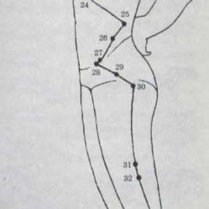 Umístění a anatomie těla bodů pro aromaterapii. Meridián žlučníku