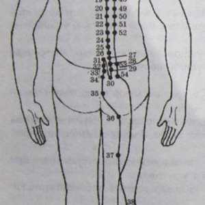 Umístění a anatomie těla bodů pro aromaterapii. močový měchýř Meridian