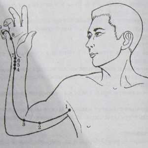 Umístění a anatomie těla bodů pro aromaterapii. srdce Meridian