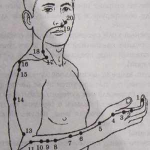 Umístění a anatomie těla bodů pro aromaterapii. Meridian tlustého střeva