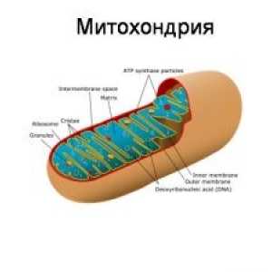 Poruchy mitochondriální oxidativní fosforylace