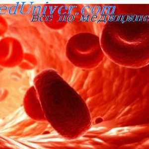 Erytrocyty. Struktura a složení červených krvinek