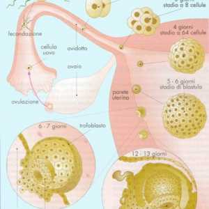Fetální vývoj nervové soustavy. V rané fázi formování nervového systému u plodu