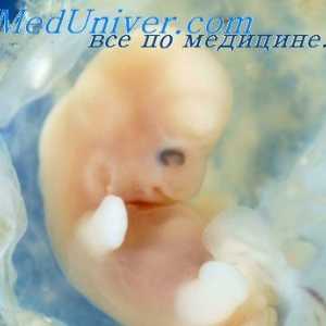 Vývoj kmene embrya. Stadium vývoje embrya kufru
