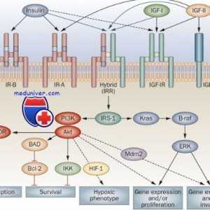Receptorů s tyrosin kinázy. Receptory pro inzulín a růstové faktory