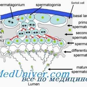 Regulace spermatogeneze. Faktory ovlivňující tvorbu spermií