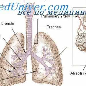 Regulace dýchacího aktu vdechování. Vliv dýchacího přístroje
