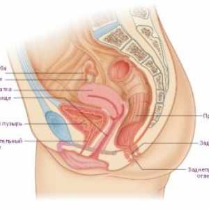 Ženského reprodukčního systému: embryologie, anatomie, orgány