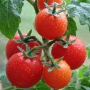 Tomato Breeding pro ranosti, druzhnost zrání a odolnost proti chladu