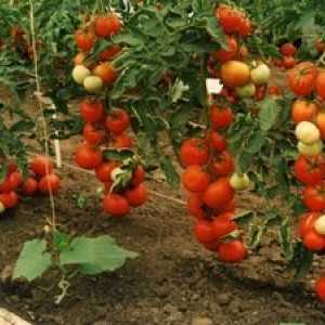 Tomato Breeding pro rezistenci k chorobám
