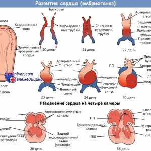 Vývoj plodu srdce. Vzdělání primární trubkovité fetální srdce