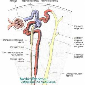 Medulární sběrných kanálků vrstvy ledvin. Koncentrace látek ve nefron