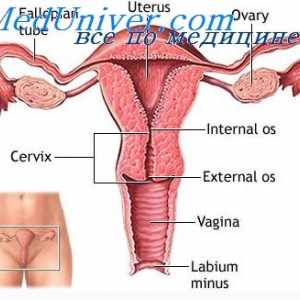 Fyziologie ženských pohlavních orgánů. Dámská hormonální systém