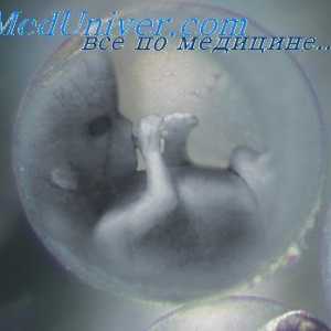 Embryonální pojivová vrstva kůže. embryo nehty
