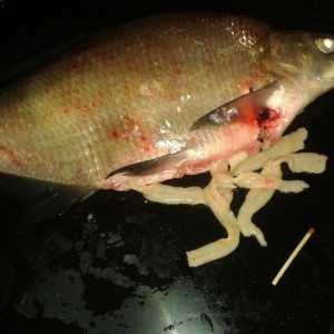 Solitaire v mořské a říční ryby (ryby tasemnice)