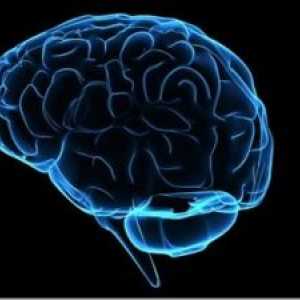 Ependymální cévní systém mozkových komor