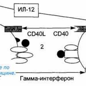 Antigen prezentace. antigen uznání. Interakce T-helper (Th1) s antigen prezentujících buněk.