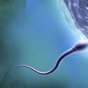 Spermie vašeho manžela určuje pohlaví svého dítěte