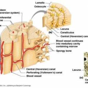 Strukturu a kostní obrat