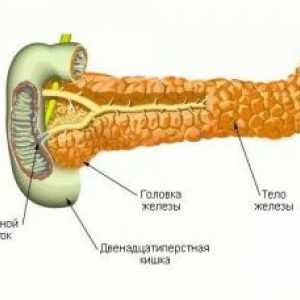 Struktura a umístění pankreatu