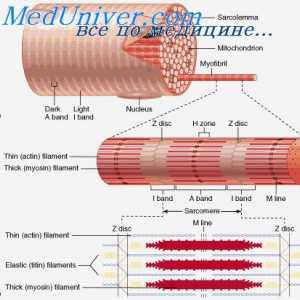 Struktura svalové tkáně. Svalových vláken Fyziologie