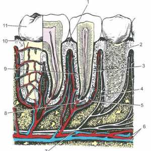 Struktura zubu