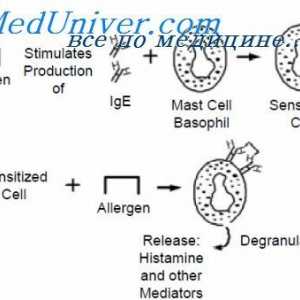 Struktura IgE. Funkce imunoglobulinu E
