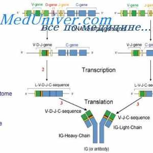 Vlastnosti protilátkou mRNA. MRNA struktura imunoglobulinů