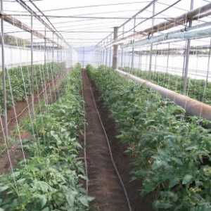 Technologie pěstování rajčat ve skleníku