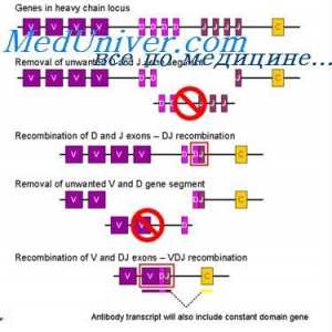 Uspořádání vc-gen. Přepínání protilátkovou aktivitu genu