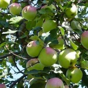Péče slaboroslyh sklizeň jablek