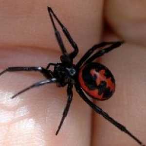 Pavoučí kousnutí: symptomy, účinky, příznaky, první pomoc
