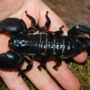 Scorpion kousnutí: první pomoc, důsledky tím, že?