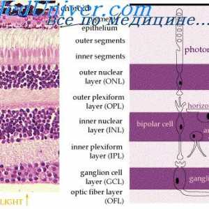 Pigment vrstva sítnice. retinální cévní zásobení