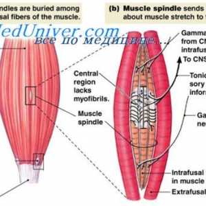 Gamma eferentní systém svalová kontrakce. Stabilizace poloze tělesa