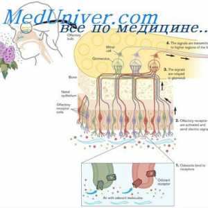 Stimulace čichových buněk. Přizpůsobení čichových buněk