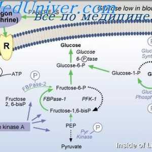 Důležitost regulace glukózy. diabetes mellitus