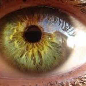 Autonomní inervace oka a očních adnex