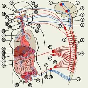 Autonomní nervový systém: léčba, příznaky, funkce, anatomie