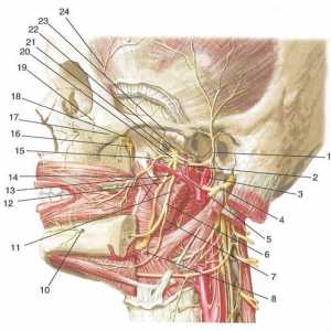 Větve trojklaného nervu: mandibulární nerv