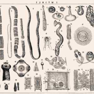 Typy červů v lidském těle, hlavní druhy červů (infekce helminty, parazitní napadení)
