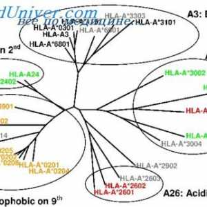 Typy mutací histokompatibilního komplexu genů. Studijní mutace N-2