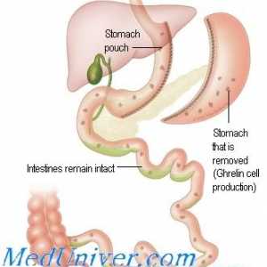 Vliv hypotalamu a hypofýzy v žaludku. ACTH účinky na žaludek