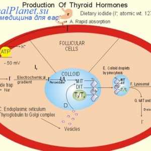 Vliv hormonů štítné žlázy na hlavní burze. Kardiovaskulární systém a hormony štítné žlázy