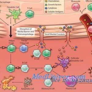 Vliv kortikosteroidů na metabolismus cholesterolu. Lipomobilizuyuschy hypofýzy faktor (LM-faktor)