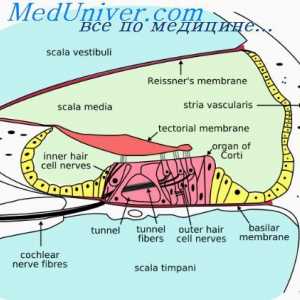 Vliv ultrazvuku na fetální hmotnosti. ultrazvuk bezpečnost